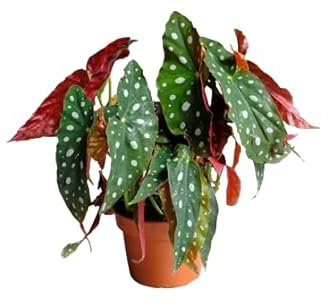 Begonia Maculata Natural Planta Exótica y Tropical para Interior