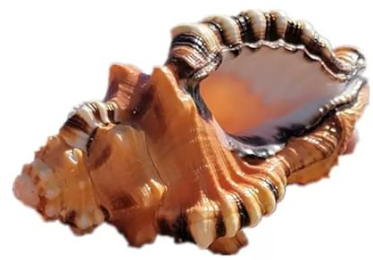 Grand coquillage naturel de la plage de la mer, Coquillages naturels Super Conch Elephant Snail for décoration de mariage, fête à thème sur la plage, décorations for la maison, bricolage(8~9cm)
