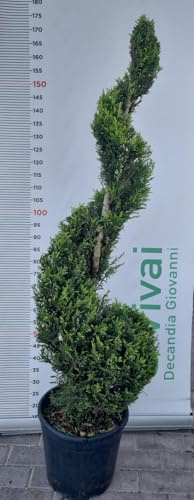 PIANTA DI CUPRESSOCYPARI LEYLANDII SPIRALE V. 30 H150/17OCM (FOTO REALI)
