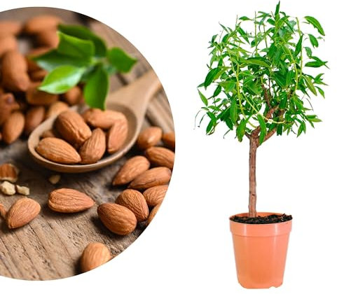 Meine Orangerie - Zwergobst Stämmchen Mandel - Zwergmandel - mehrjähriger Mandelbaum - Höhe inkl. Topf ca. 100cm - winterhartes Mandelbäumchen für Garten, Balkon oder Terrasse im Ø22-24cm Topf