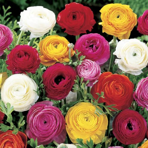 YouGarden Mixed Colour Ranunculus, Set of 25 Bulbs, Size 5/6, Ready to Plant for Summer Flowering, Bedding Bulbs to Grow in Garden Borders and Patio Pots, Multicoloured Garden Displays