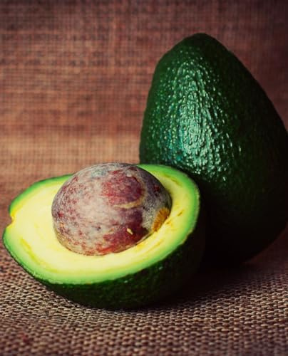 Planta de aguacate 'Ettinger' - Planta injertada - en maceta Ø 18 cm – h. 120/150 cm