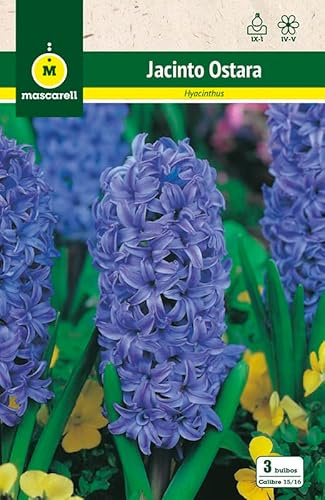 Mascarell Semillas, JACINTOS OSTARA, Semillas Bulbosas, Bulbos de Flores Otoño Fácil de Cultivar, Bolsa 3 Bulbos