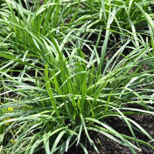 Semi di cipollina resistenti, semi di antichi Allium tuberoso, acquistare di invernali semi di da cucina 100pcs
