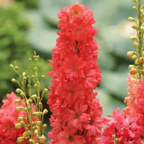 Semi di delphinium - semi di selvatici Consolida ajacis - regali per gli amanti del giardino vecchie varietà 300pcs
