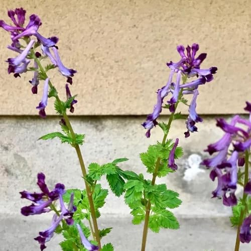 semi di speronella selvatici da balcone speronella balcone giardino selvatici perenni resistenti 100pcs