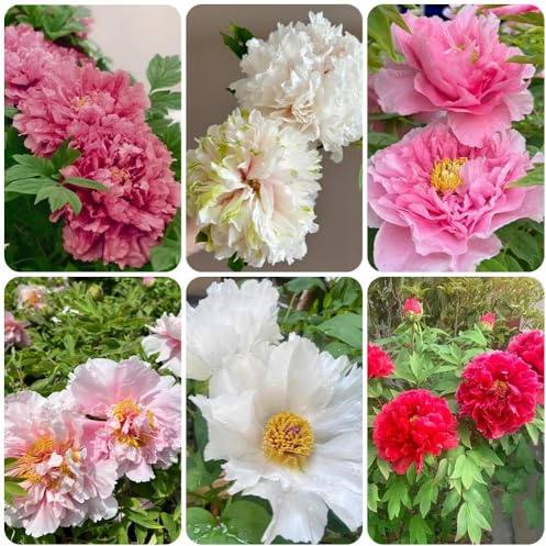 Pfingstrosen, blumenzwiebeln frühblüher gartendeko für draußen balkongewächshäuser seltene gartenarbeit geschenk bodendecker 9Zwiebeln