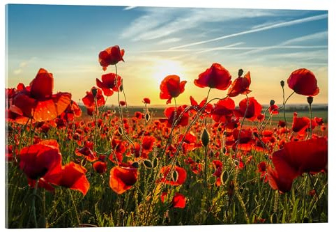 Posterlounge Mohn am Abend Acrylglasbild von Steffen Gierok 60 x 40 cm Rot Wandbilder Wanddeko