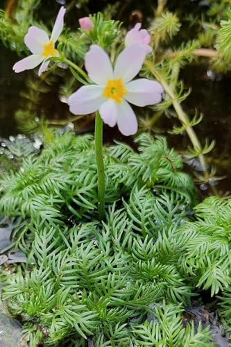 WASSERPFLANZEN WOLFF - 3er Set Hottonia palustris - Wasserfeder - TRIO Wasserprimel, weiß-rosa - heimisch - Klärpflanze! QUALITÄTSSTAUDEN in 9cm Töpfen für ein natürlich wirkendes Gesamtbild