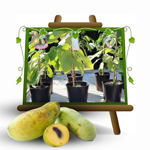 EURO PLANTS VIVAI Asimina da seme pianta Altezza: 70-90 cm Età: 2 anni Vaso: 12x12 cm