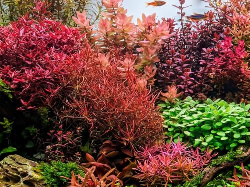 Schmalblättrige Ludwigie/Ludwigia arcuata - NatureHolic In-Vitro Aquarium Pflanze