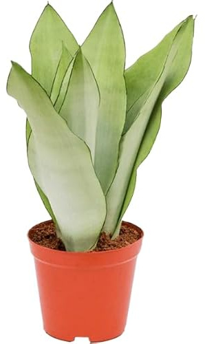 Sansevieria Moonshine o Lengua de Suegra Planta Natural de Interior Fácil de Mantener