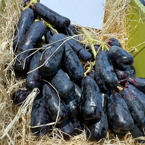 uva semi di d'uva nano resistenti Letti elevati giardino bonsái interno 50pcs