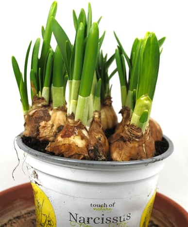 Narzissen,Osterglocken,'Tête à tête',5/6 Zwiebeln,2er Set,Frühlingsblüher