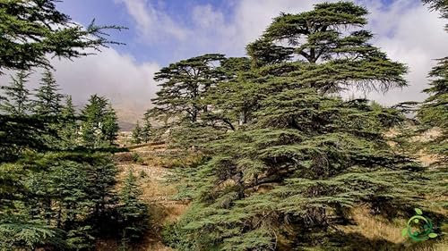 25 Semillas de Cedro del Libano (Cedrus Libani)