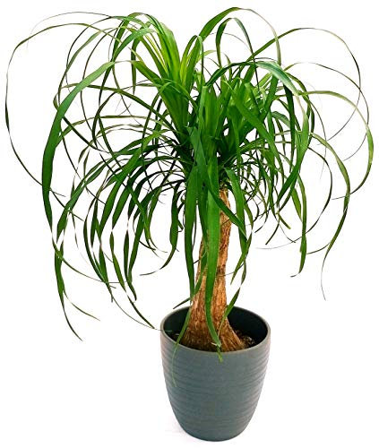 POWERS TO FLOWERS - BEAUCARNEA RECURVATA, MANGIAFUMO, IN VASO CERAMICA ANTRACITE A RIGHE, altezza 80cm, pianta vera