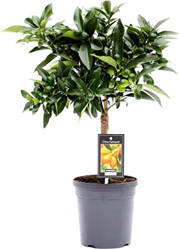 DECOALIVE Naranjo Eo Chino Kumquat Árbol Frutal Natural