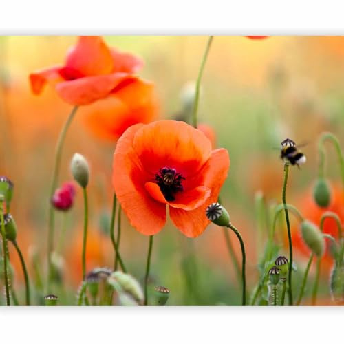 artgeist Wall Mural Meadow Poppies 79x61 in - Non-Woven Wallpaper Fleece Wall Decor Photo Print Picture Design Image Decoration Home Nature Flower Plants Botanical 100406-31