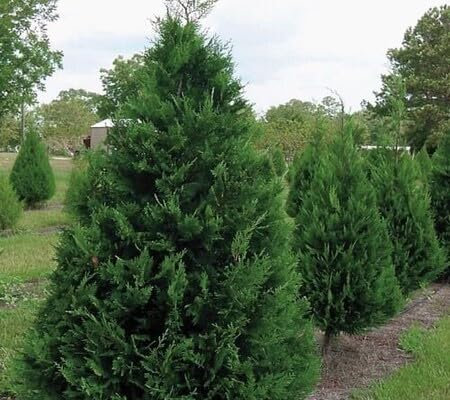 Cypress Tree Seeds Green 40pcs