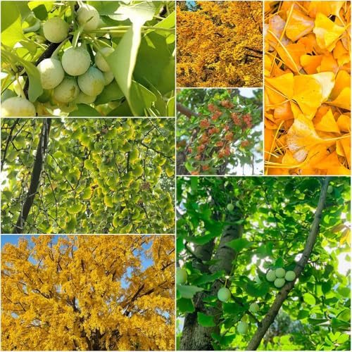 semillas ginkgo tallo resistente ginkgo exterior decorativas decoración balcones Semillas bonsái jardín resistentes al aire libre 25pcs