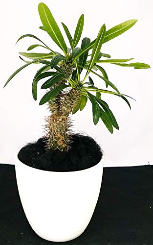 POWERS TO FLOWERS - PACHYPODIUM LAMEREI, PALMA DEL MADAGASCAR, IN VASO CERAMICA BIANCO, pianta vera
