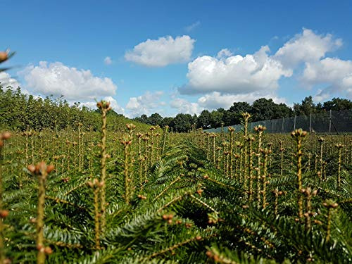 Weihnachtsbaum Set 10 Pflanzen 5j. 20-40cm ideal zum Aufpflanzen von Weihnachtsbäumen Nordmanntanne 5 Nordmanntannen + 5 Nobilis Tannen günstig als Set Abies nordmanniana Wurzelware