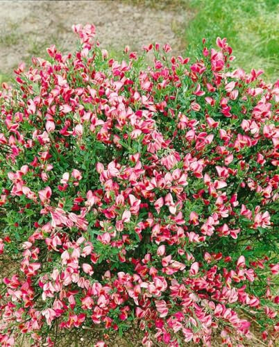 Cytisus scoparius 'Eva' 60-80 cm – Winterhart, Mehrjährig, Pflegeleicht – Besenginster – Zierstrauch für Beet & Garten