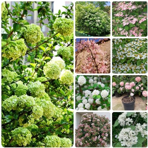 semi di palla di neve, palla di neve invernale decorazione del soggiorno, ornamentale resistente ortensia rampicante da balcone, recisi 75pcs
