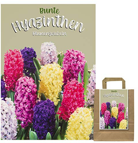 Set aus 30 Hyazinten Zwiebeln MIX in Geschenkverpackung - winterharte Knollen - Frühjahrsblüher (30 Zwiebel Hyazinthen mix)