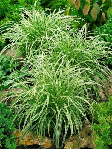 Carex morrowii 'Silver Sceptre' 11x11 cm Topf – Winterhart, Immergrün, Pflegeleicht – Japan-Segge – Ziergras für Beet & Kübel
