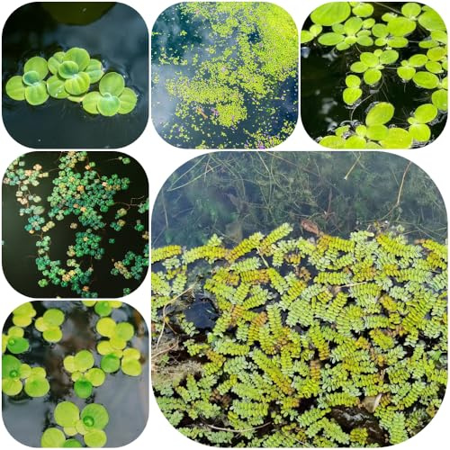 Wasserlinsen, aquarium exotische seltene kräutergarten bio 250Samen