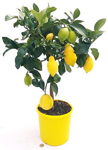 POWERS TO FLOWERS - LIMONE ALBERELLO, pianta vera