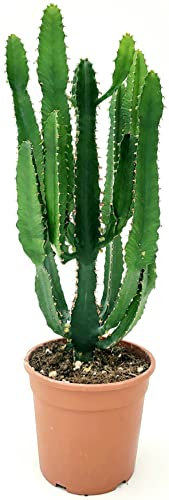 POWERS TO FLOWERS - EUPHORBIA VULCANA ERITREA RAMIFICATA COMPATTA, SPINA DI CRISTO, CACTUS DEL FREDDO, vaso 18cm diametro, altezza 50cm, pianta vera