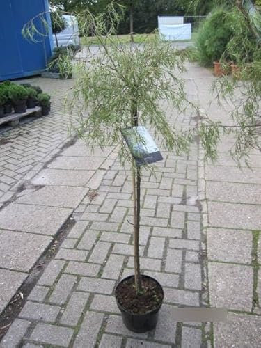 Hochstamm Trauerbirke/Hängebirke Karaca ® - Betula pendula Karaca ® - 80cm Stamm