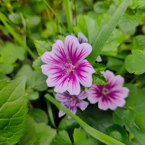 semillas de malva silvestre - camas elevadas jardín exóticas balcón resistentes sombra afuera 300pcs