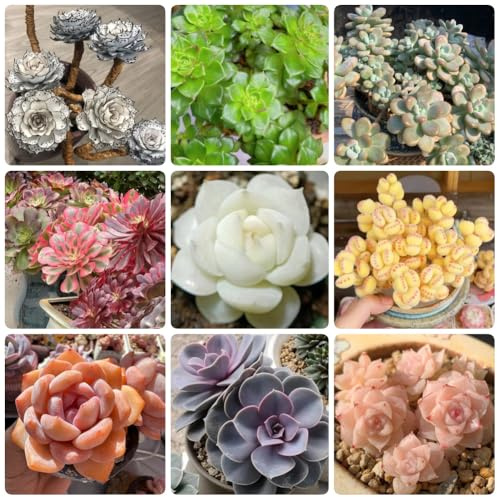 Sukkulenten, grünpflanzen zimmerpflanzen bodendecker winterhart exotische garten hochbeet hochbeete 250Samen