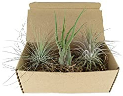 Tillandsias - Pack 3 Unidades - Plantas del Aire Naturales
