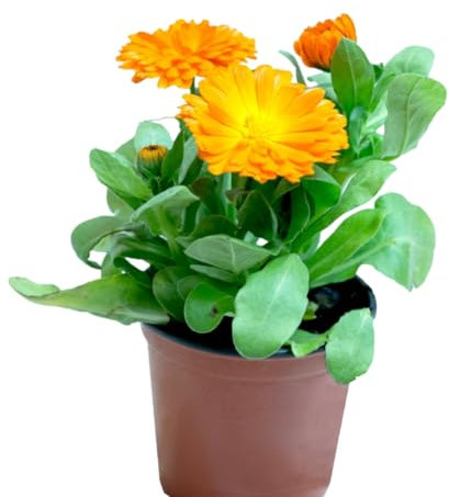 Verdecora Caléndula en flor en maceta de Ø11cm | Calendula officinalis | Planta Natural de Exterior con Flores Vivas y Coloridas | Ideal para Balcones, Terrazas y Jardines