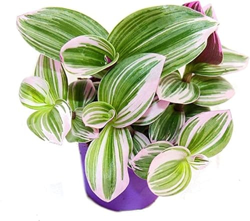 Tradescantia Nanouk Planta Natural de Interior o Exterior