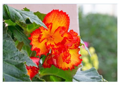3 Bulbi di Begonia tuberosa da balcone | Begonia Crispa Marginata | bulbi 5/6 | MY PLANTIS | bulbi estivi