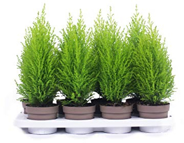 8 ciprés en 40 cm, calidad A1, control MPS, nuestras plantas ya están prefertilizadas.