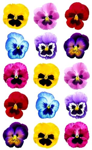 15 x Pansies Flower Party Pack Edible Wafer or Icing Cupcake Toppers Fun Spring Themed Party Cake Decorations Perfect For Brownies Cookies Muffins & More! (Edible Wafer Card)