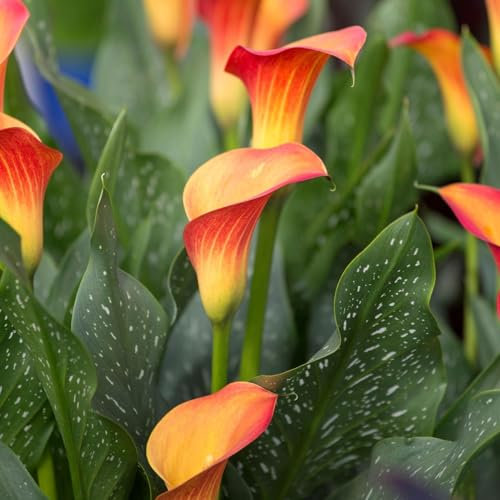 Calla Lily Bulbs-Calla Lily Bulbs for Planting Now UK,Wedding Flowers,Garden Flowers,Hardy Perennial,Plant Bulbs-8bulbs-e