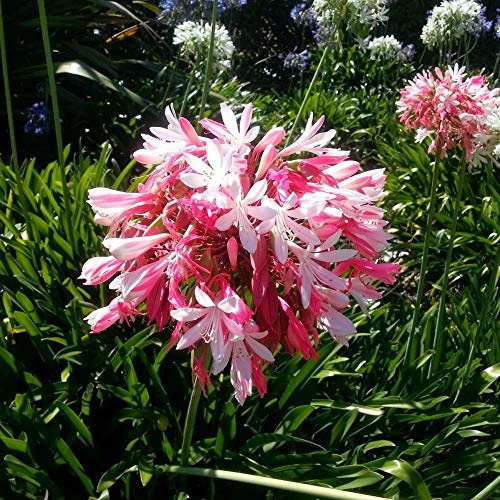 Graines De Lys Africain Rose Agapanthus