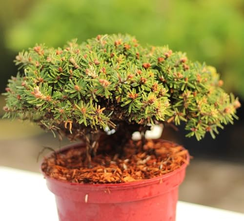 Zwerg Koreatanne Abies koreana Kristallkugel 20-25 cm immergrün