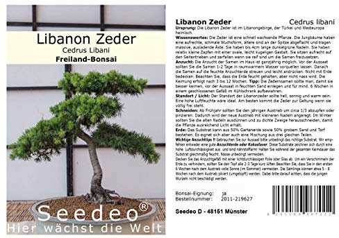 Seedeo® Libanon Zeder (Cedrus libani) Bonsai 20 Samen