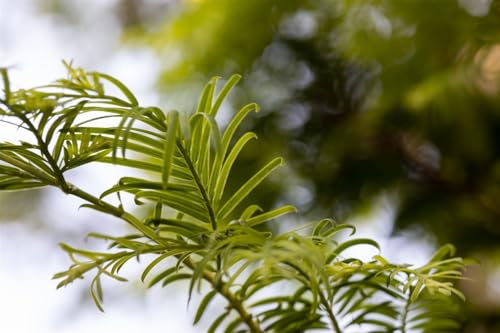 Urweltmammutbaum Metasequoia glyptostroboides Hamlets Broom 40-50 cm