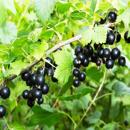 100 semi di ribes nero