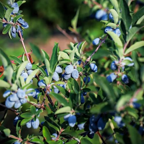 Semi di mirtillo siberiano - resistenti, esotiche Vecchie varietà decorazione del giardino 100pcs