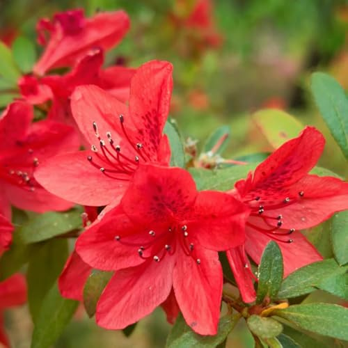 Semi di rododendro e azalea - estivi semi di organico d'appartamento vecchie varietà esotico decorazioni da giardino per esterni arbusti ornamentali 40pcs